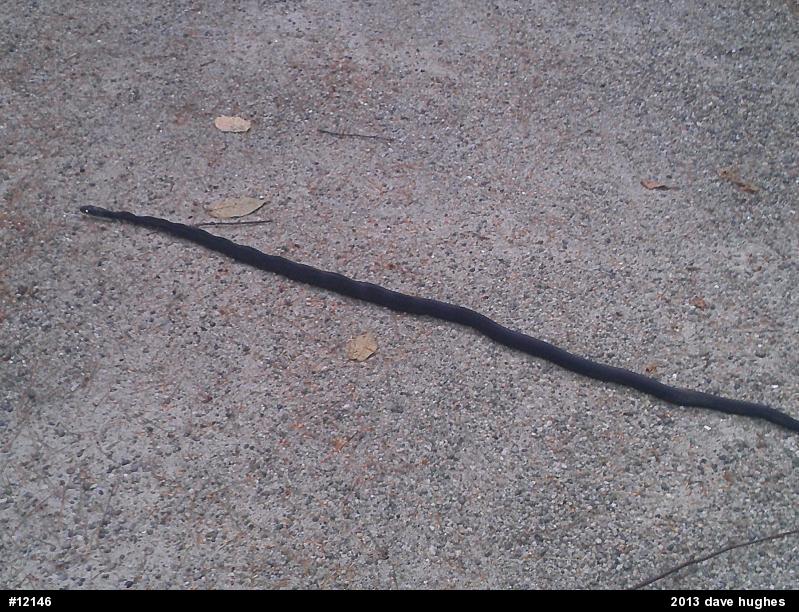 Eastern Ratsnake