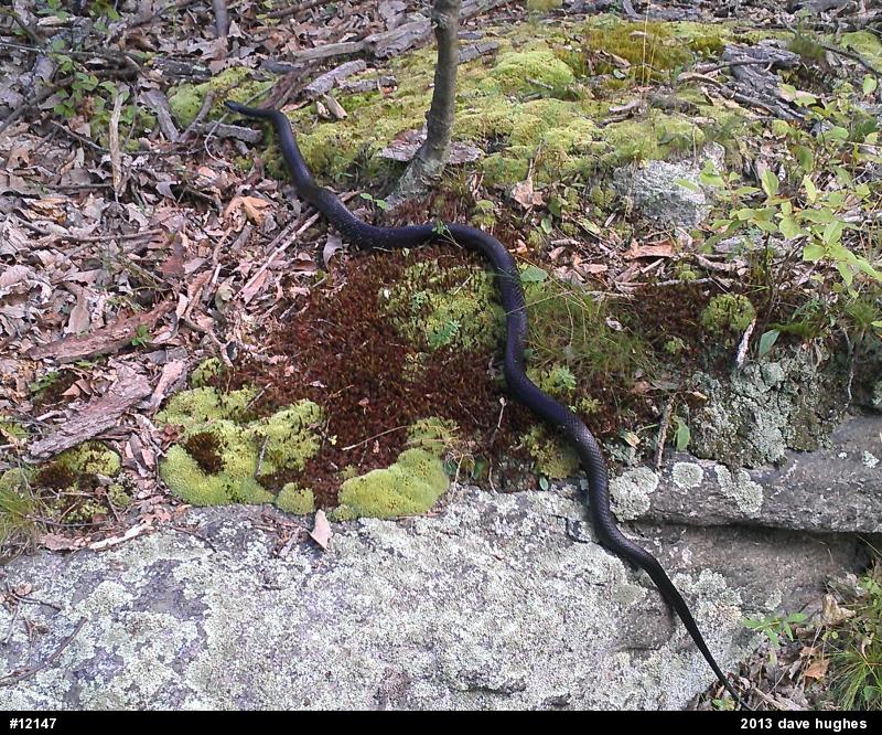 Eastern Ratsnake
