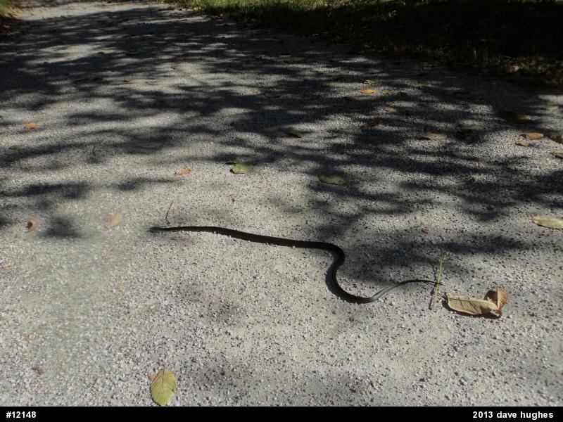 Eastern Ratsnake