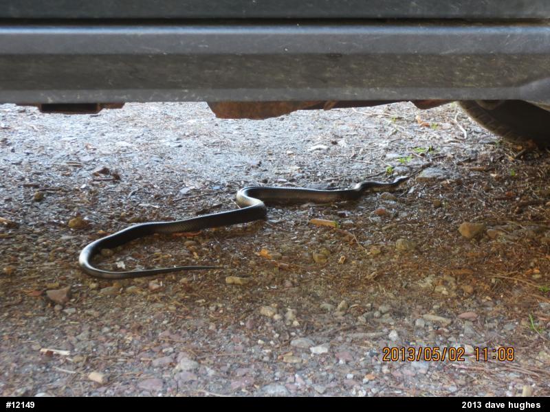 Eastern Ratsnake