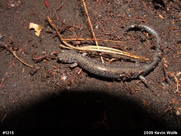 Eastern Red-backed  Salamander