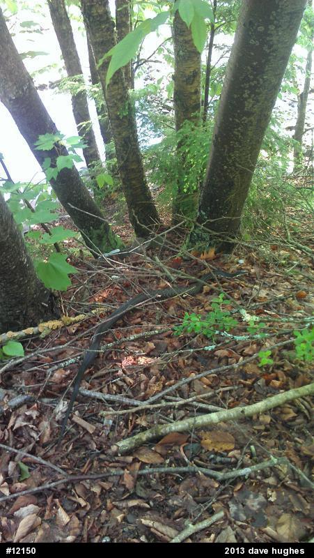 Eastern Ratsnake
