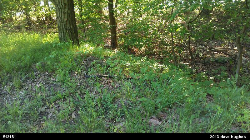 Eastern Ratsnake