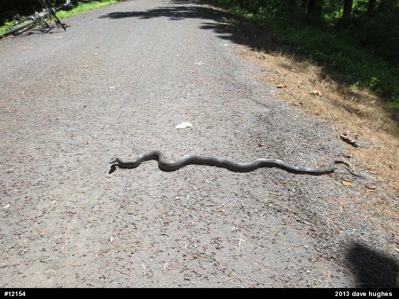 Eastern Ratsnake