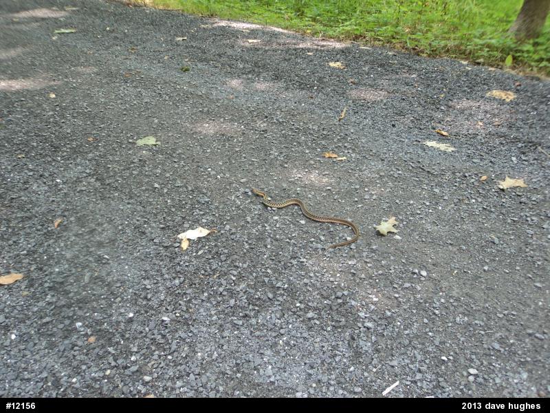 Eastern Gartersnake