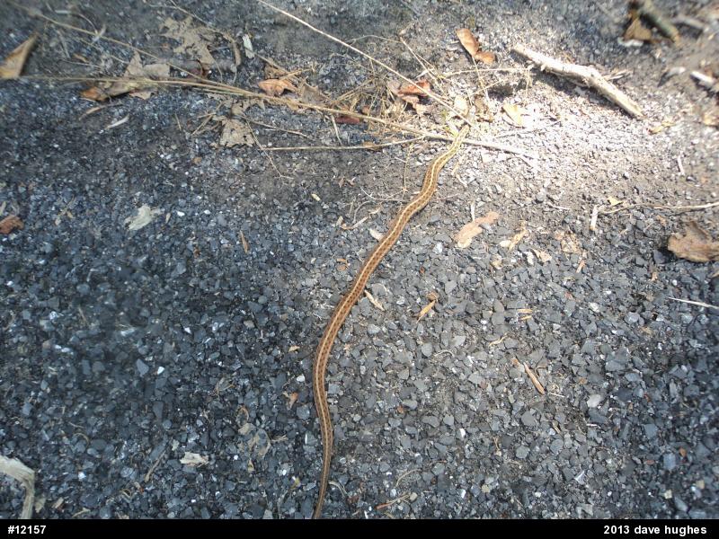 Eastern Gartersnake