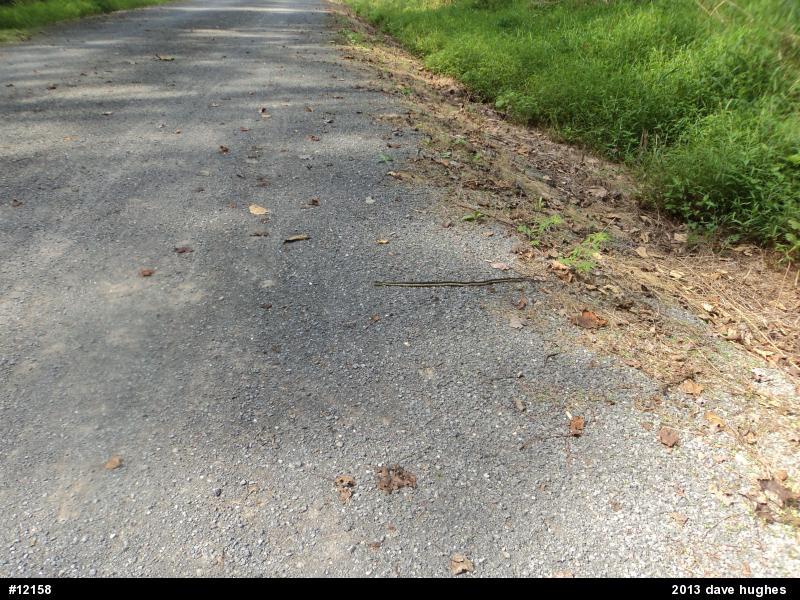 Eastern Gartersnake