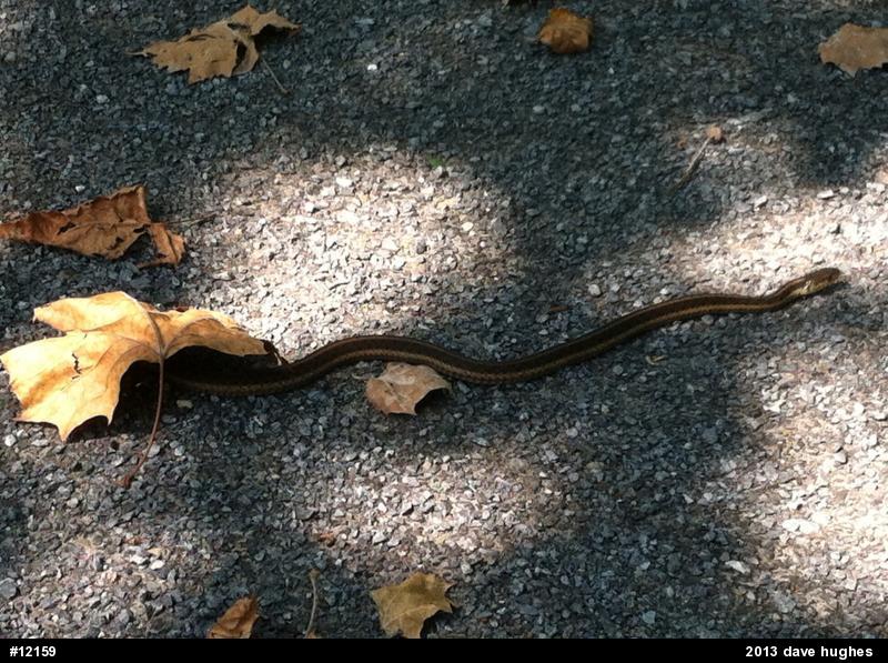 Eastern Gartersnake