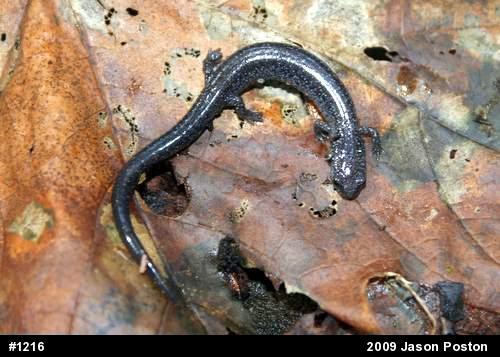 Northern Ravine Salamander
