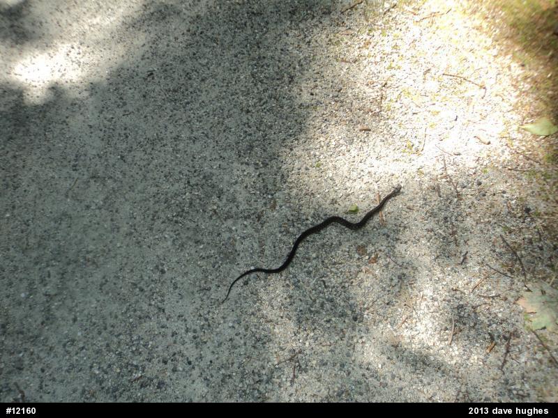 Eastern Gartersnake