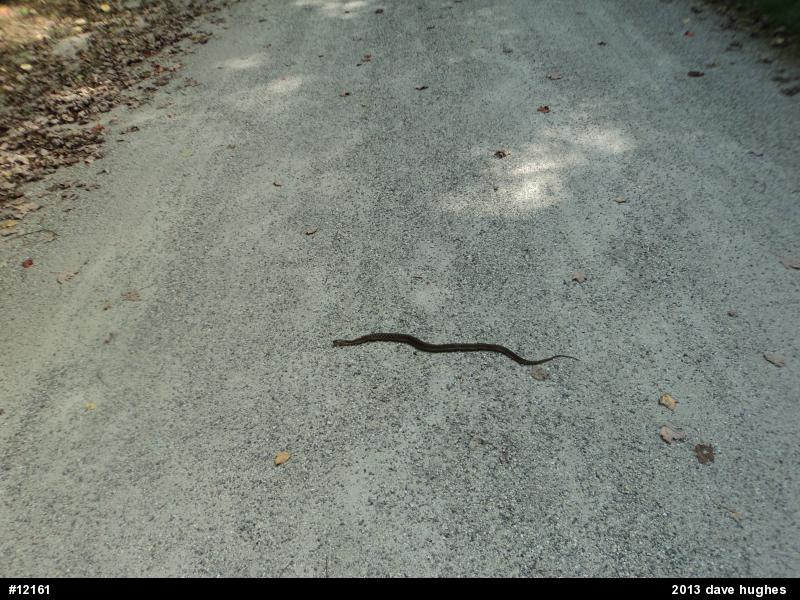 Eastern Gartersnake
