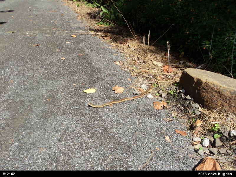 Eastern Gartersnake