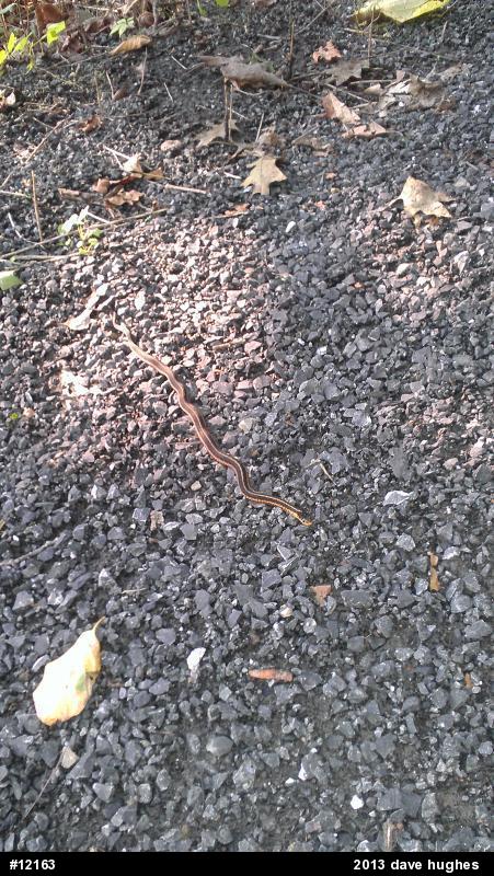 Eastern Gartersnake