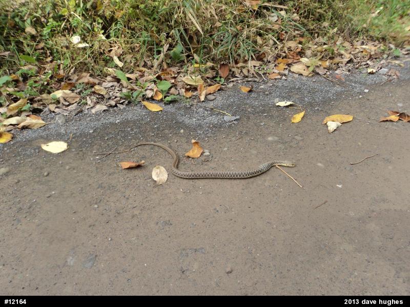 Eastern Gartersnake
