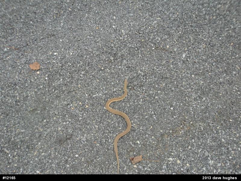 Eastern Gartersnake