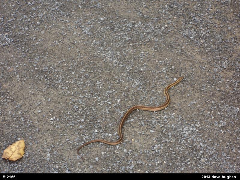 Eastern Gartersnake