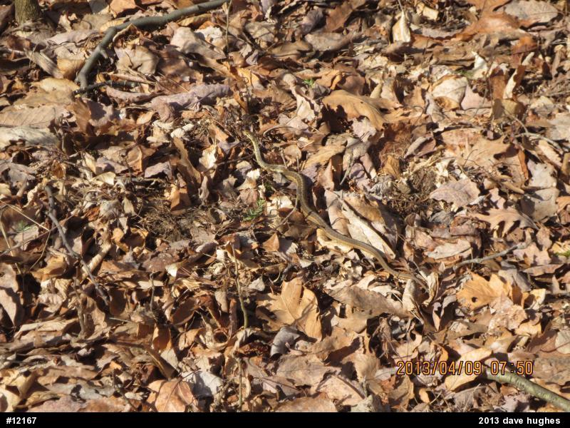Eastern Gartersnake