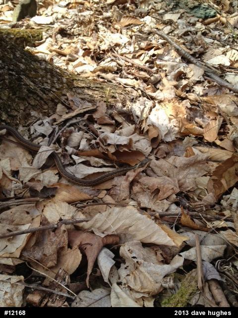 Eastern Gartersnake