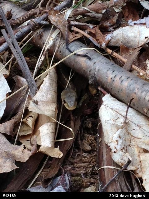 Eastern Gartersnake