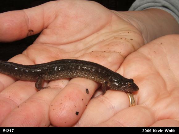 Northern Dusky Salamander