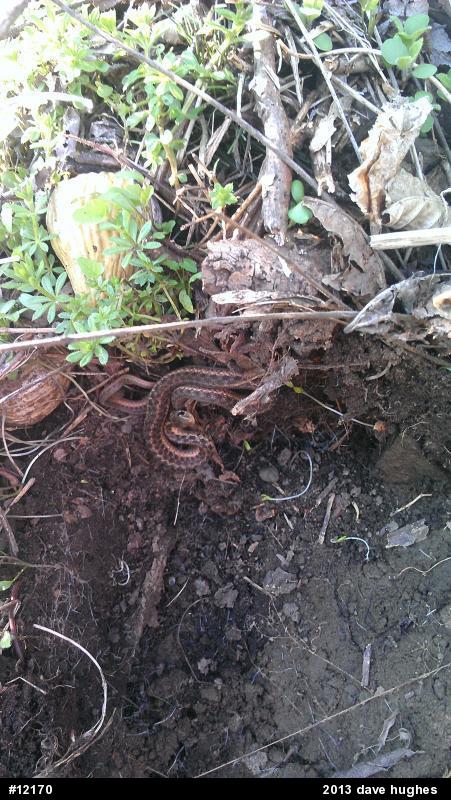 Eastern Gartersnake