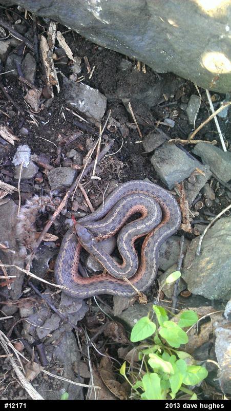 Eastern Gartersnake