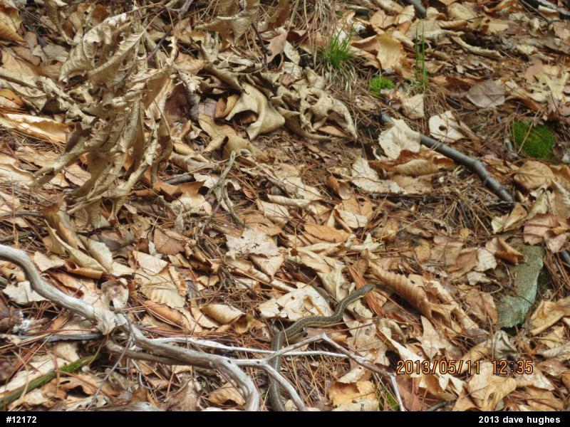 Eastern Gartersnake
