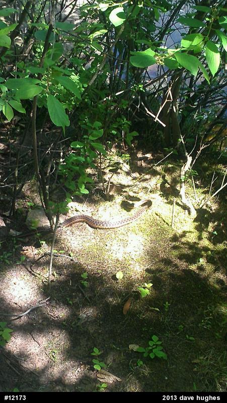 Eastern Gartersnake