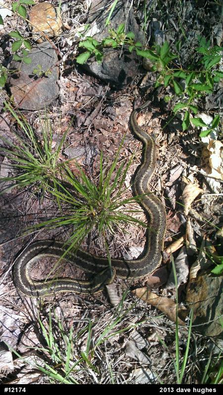 Eastern Gartersnake