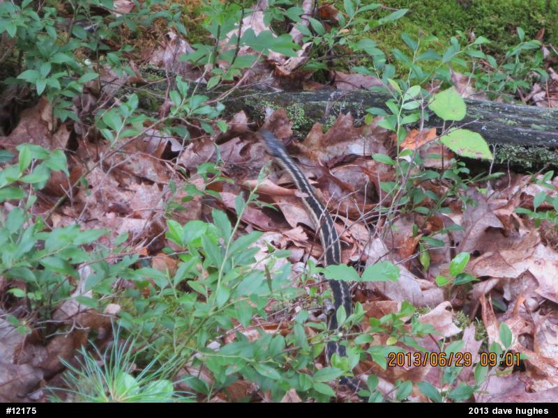 Eastern Gartersnake