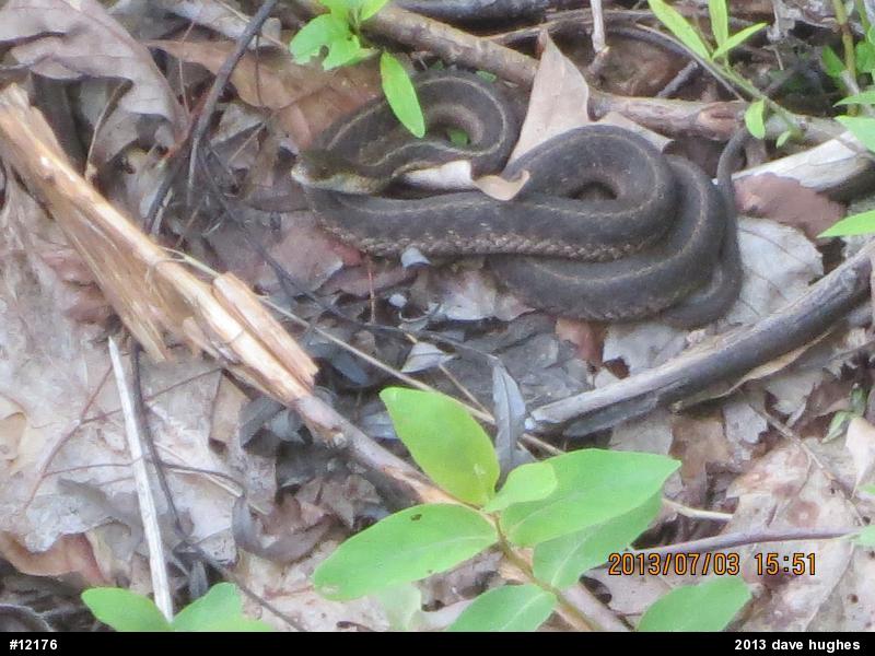 Eastern Gartersnake