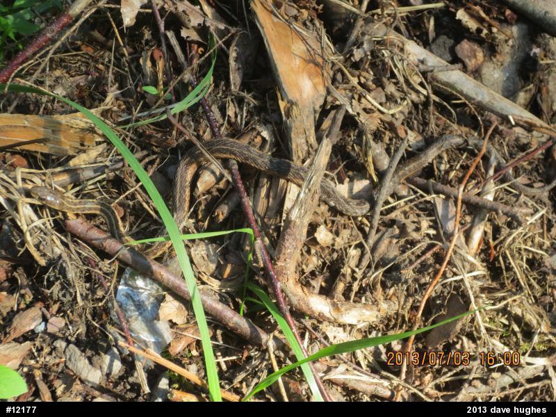 Eastern Gartersnake