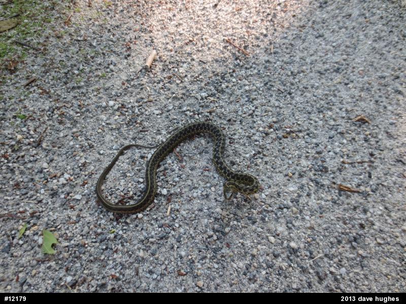 Eastern Gartersnake