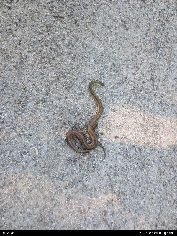 Eastern Gartersnake