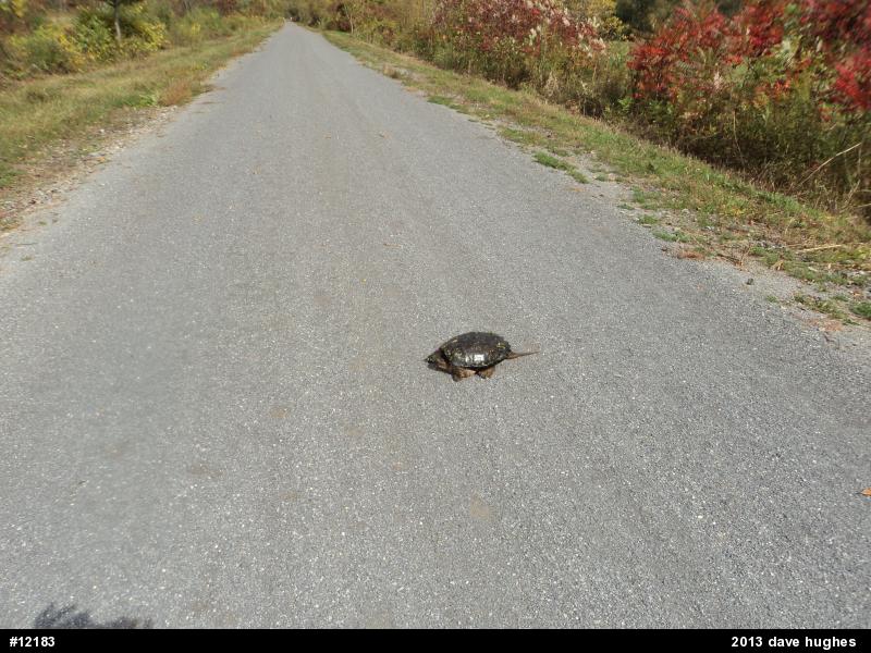 Snapping Turtle