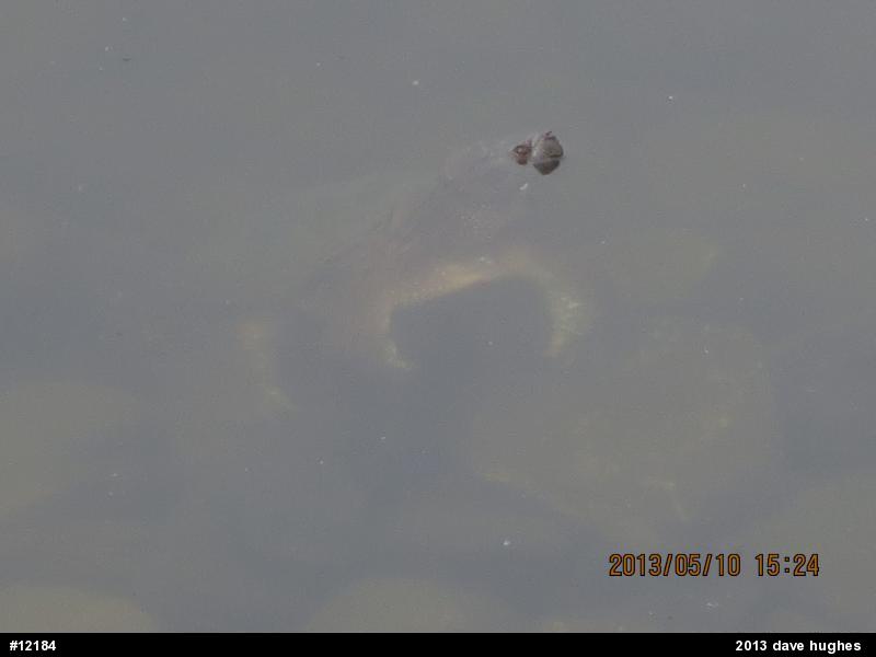 Snapping Turtle