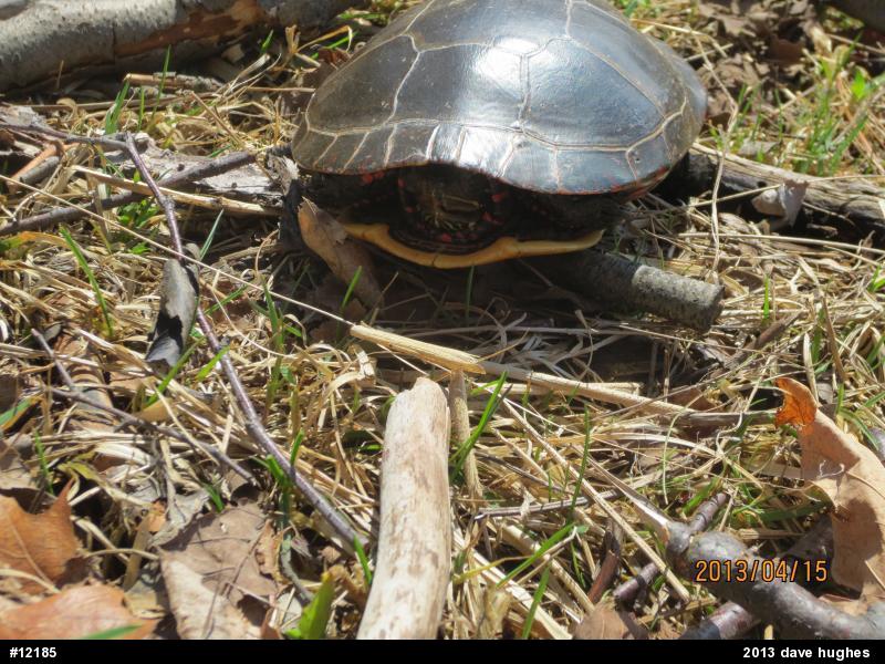 Painted Turtle