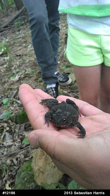 Eastern American Toad