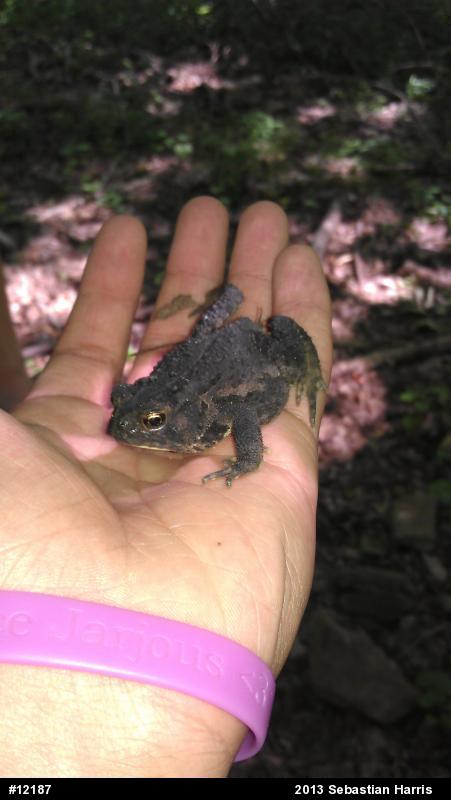 Eastern American Toad