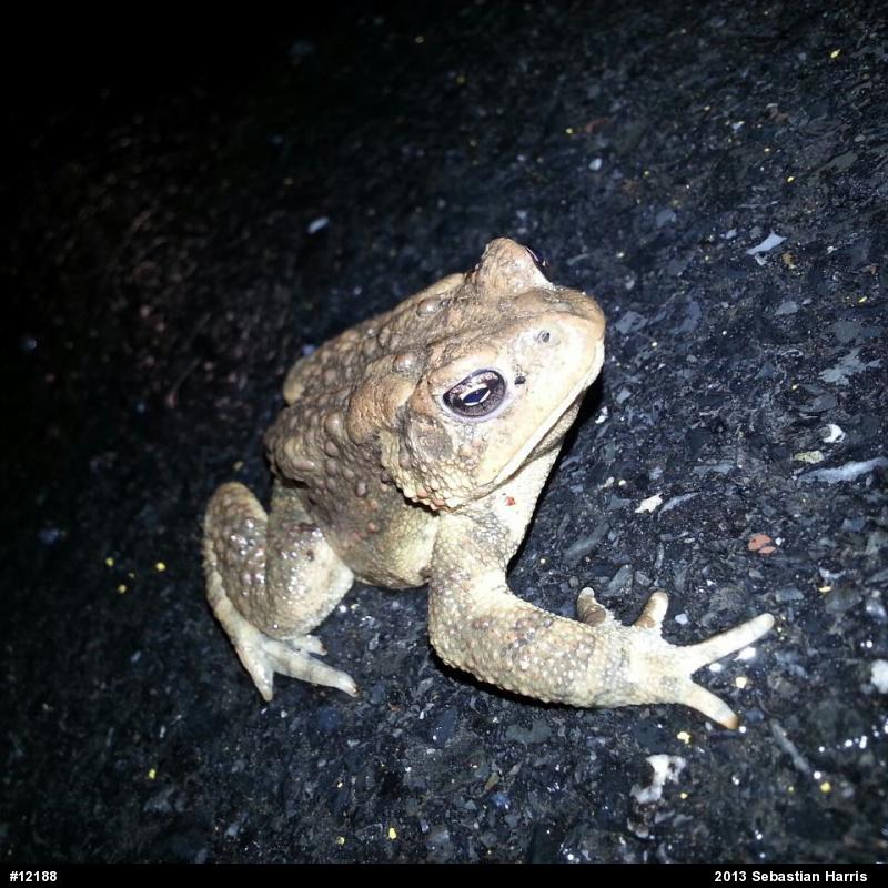 Eastern American Toad