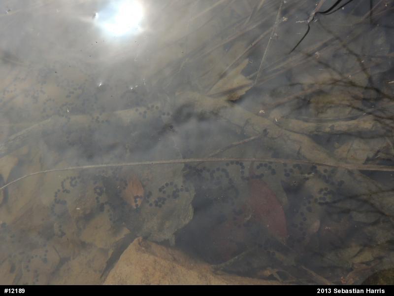 Eastern American Toad