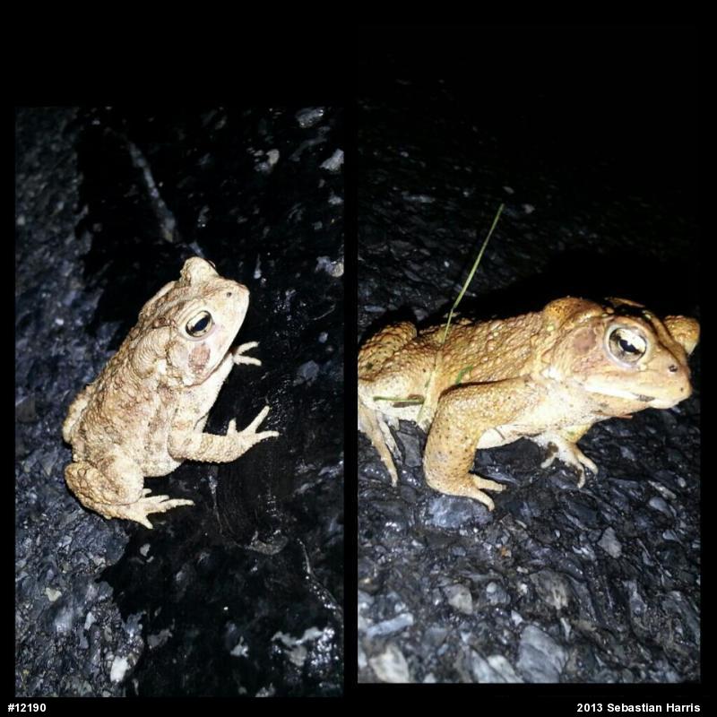 Eastern American Toad