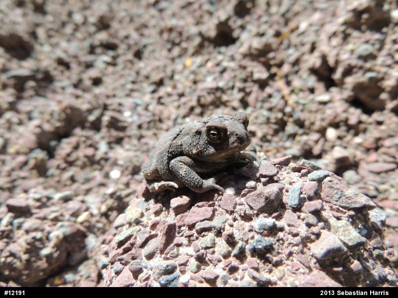 True Toads
