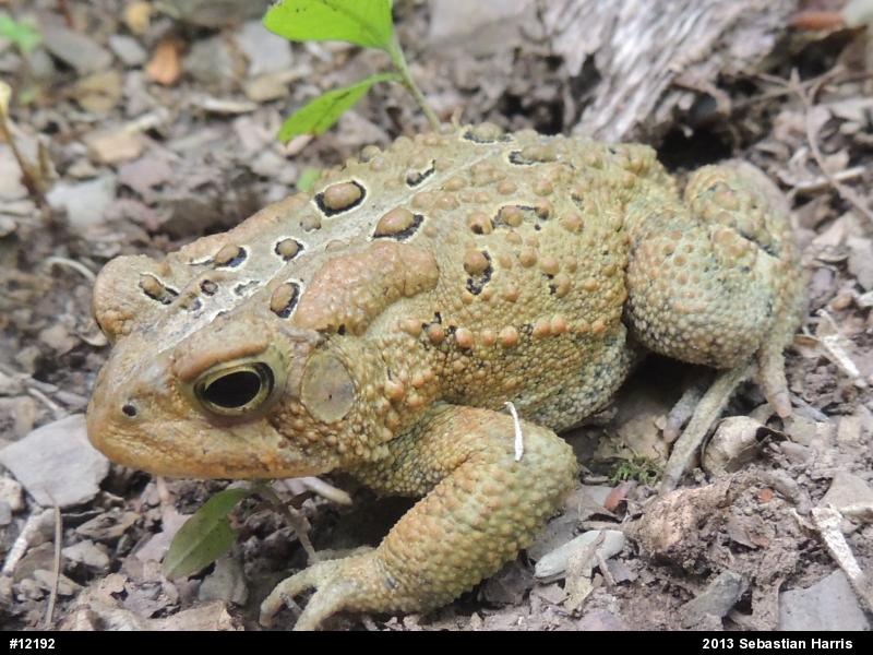 Eastern American Toad