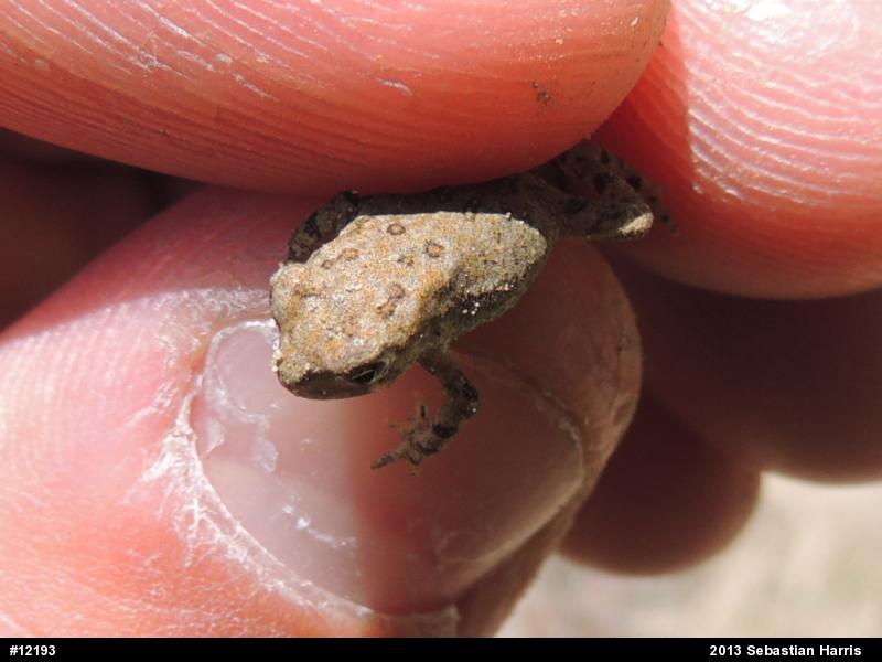 True Toads