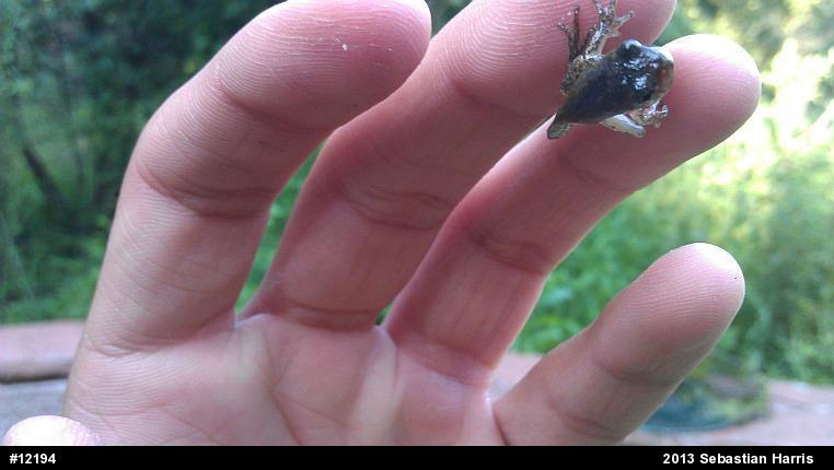 Gray Treefrog