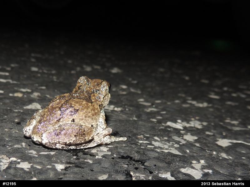 Gray Treefrog