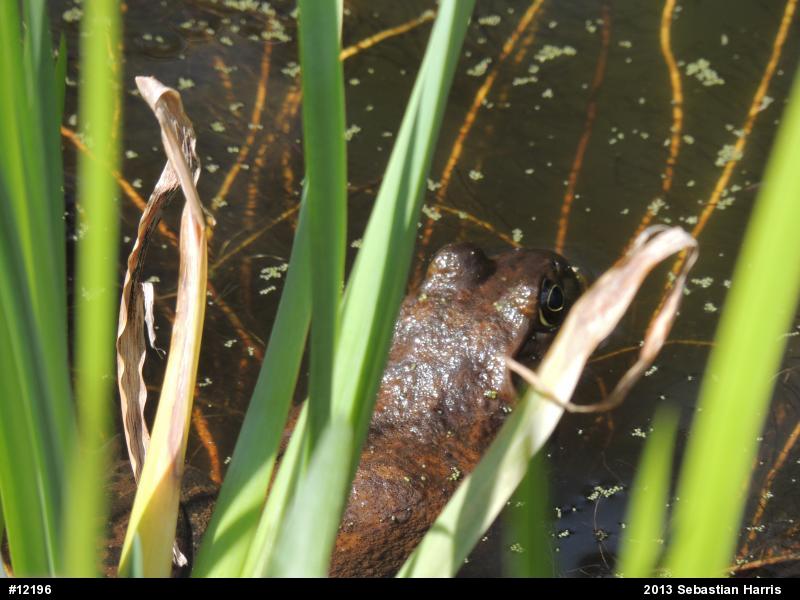 American Bullfrog