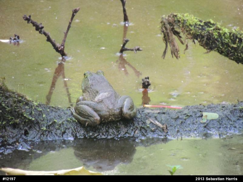 American Bullfrog