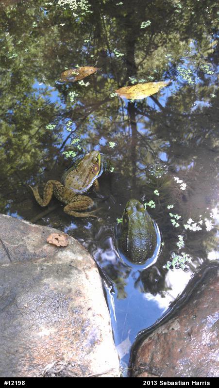 Green Frog
